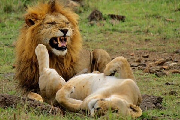 A lion and lioness resting in the Serengeti