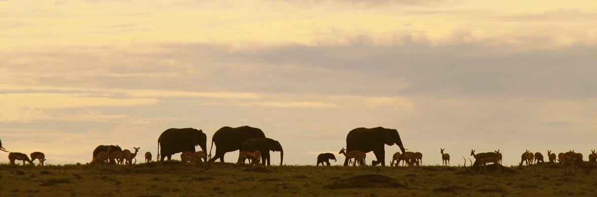 Elephants on the savannah at sunset