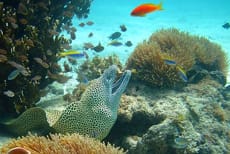 Optional: snorkelling on the Zanzibar coast