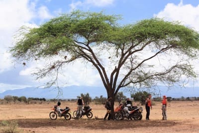 Shade break under an acacia tree
