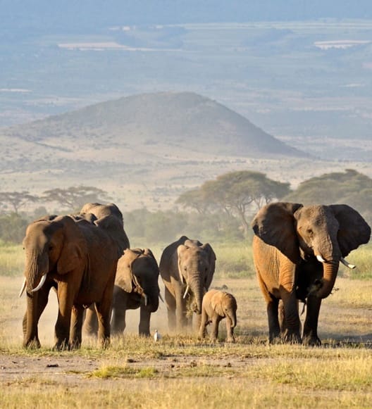 Olifanten met de Kilimanjaro op de achtergrond