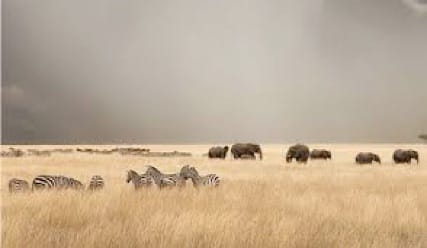 Zebra and elephant on the plains