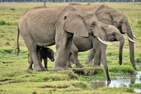 Elephants at a waterhole
