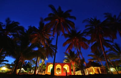 Palm trees against the evening sky